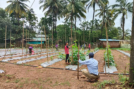 Farming at Ekalavya Nyasa, Kudal, Sindhudurg. Maharashtra.