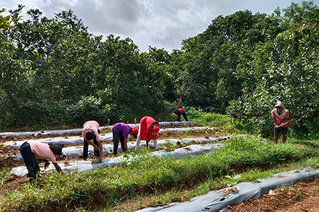 Farming at the Hostel at Kudal